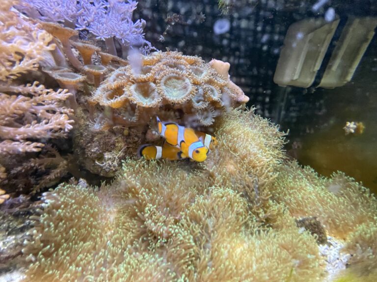 Saltwater fish tank cleaning Brentwood