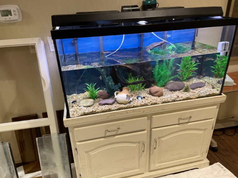 Fish tank cleaning Brentwood