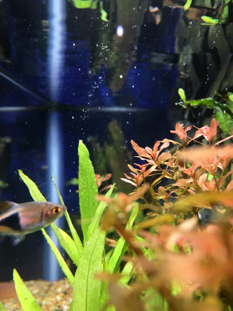 Aquarium tips and tricks