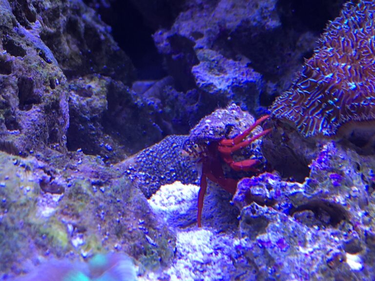 Reef aquarium service