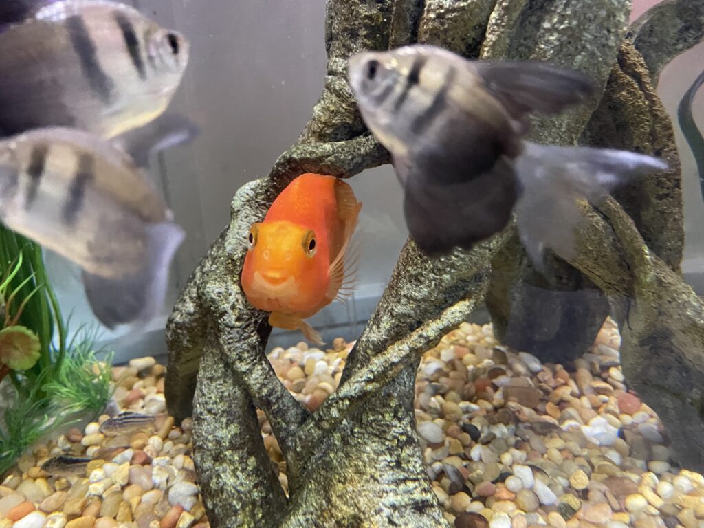 Aquarium maintenance Franklin