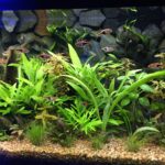 Aquarium Maintenance Nashville