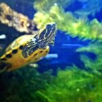 Turtle tank Service