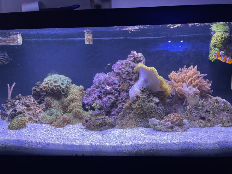Reef tank Service Brentwood