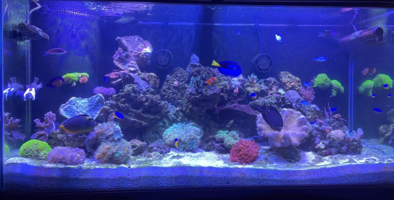 Saltwater fish tank cleaning Franklin
