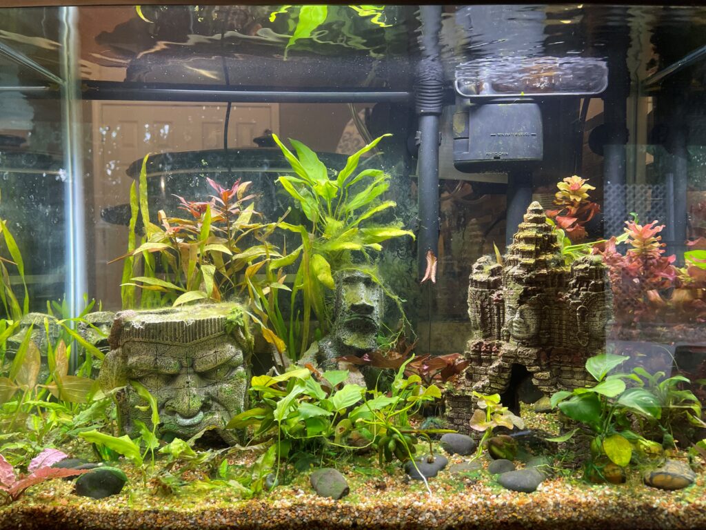 Planted aquarium service