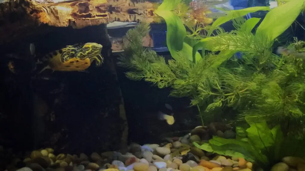 turtle tank cleaning