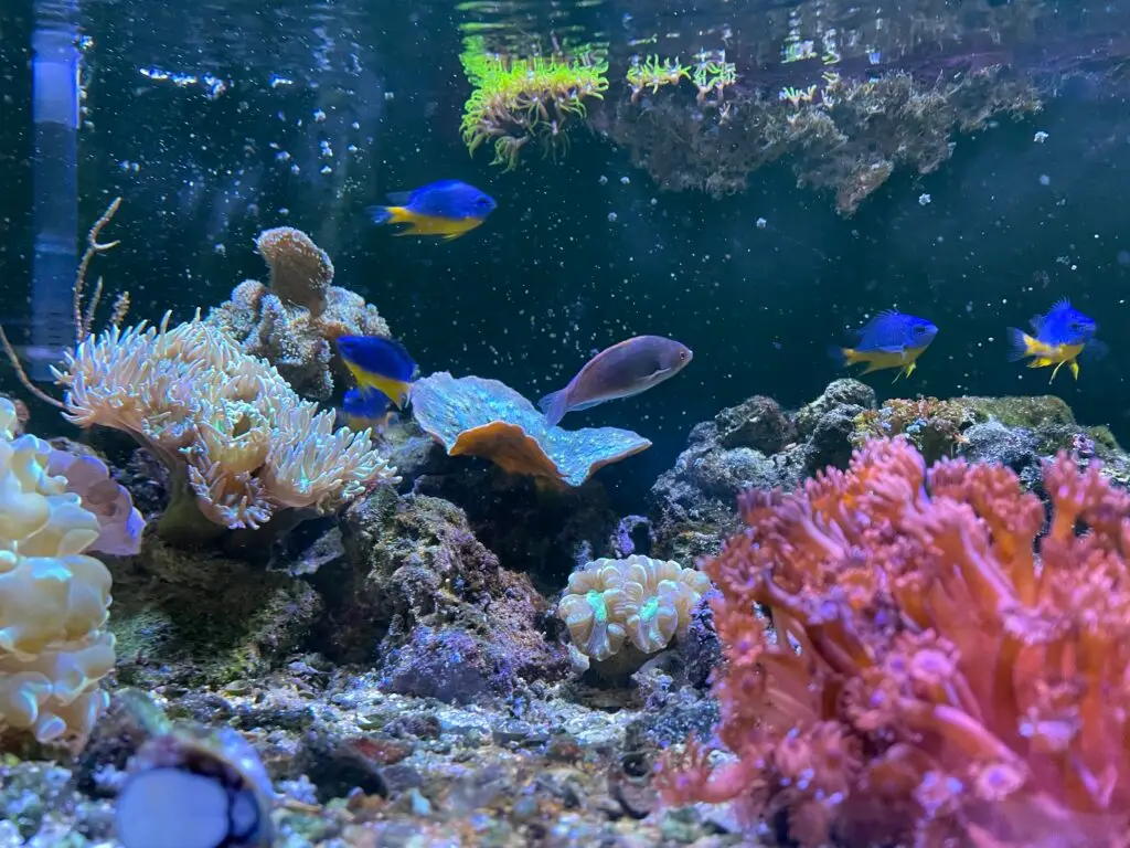 reef tank service