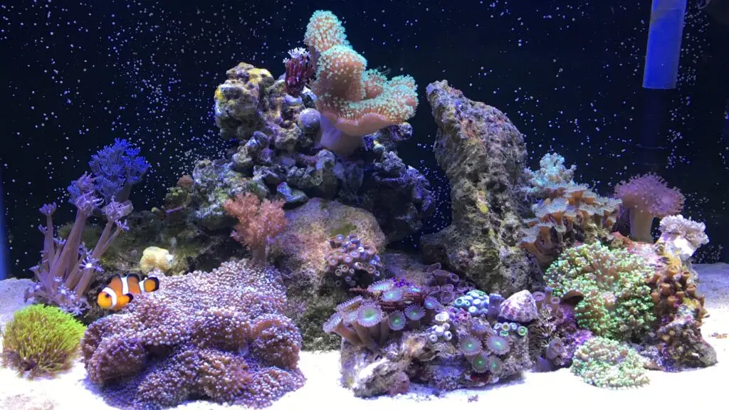 REEF TANK SERVICE