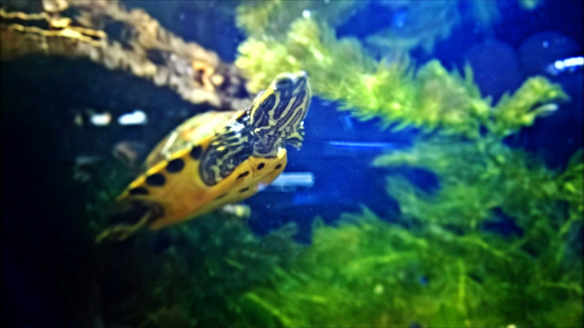 Turtle Tank Cleaning Best Advice And Help For Our Turtles   EA65EBBE 007B 48F3 AD02 61E3EDEC26C2 1 2048x1152 