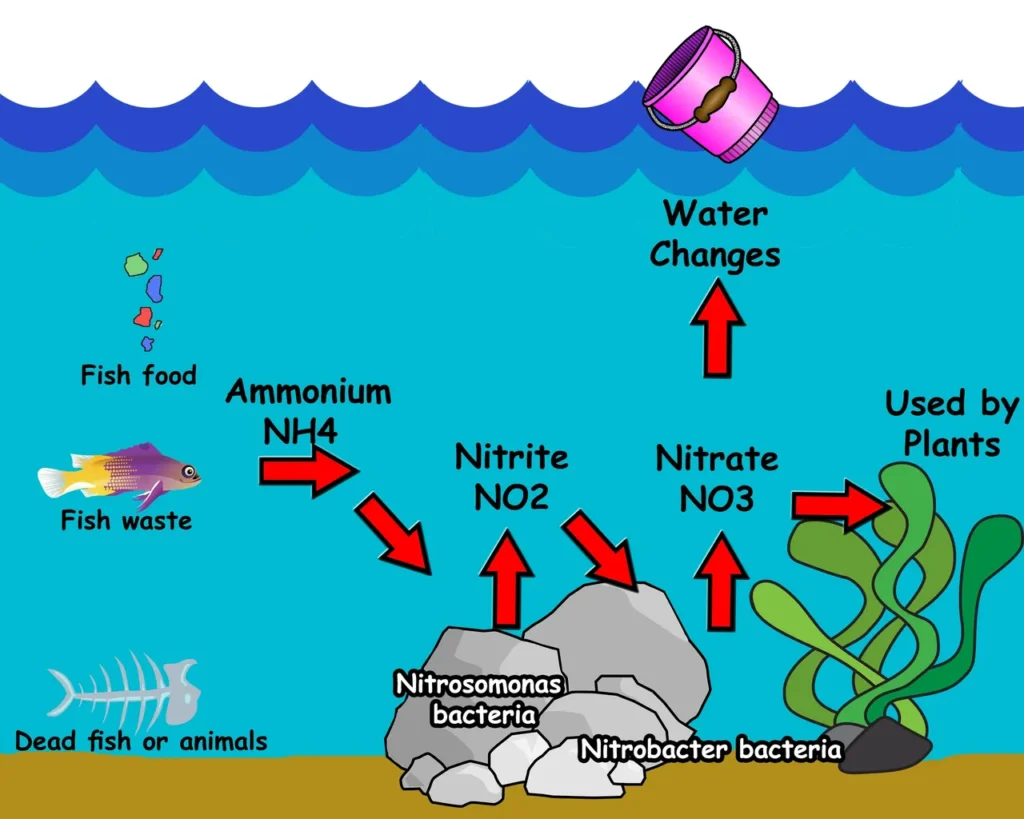 Understanding the Nitrogen cycle