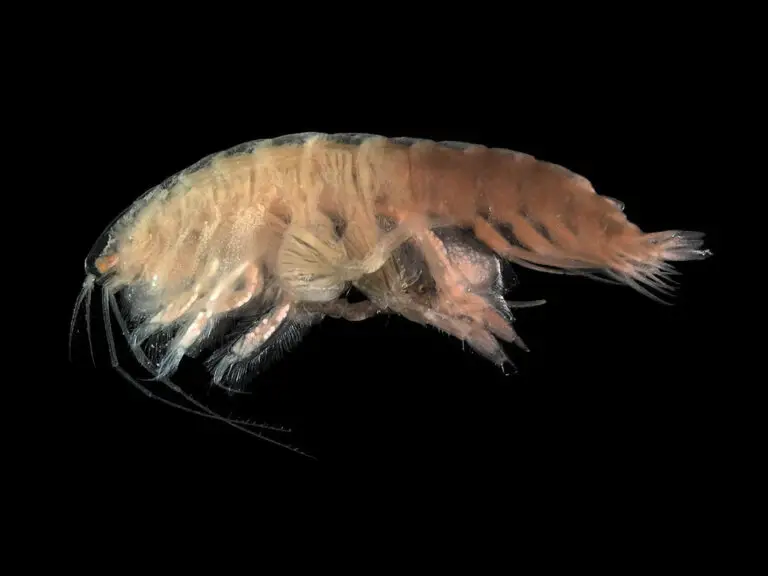 amphipod