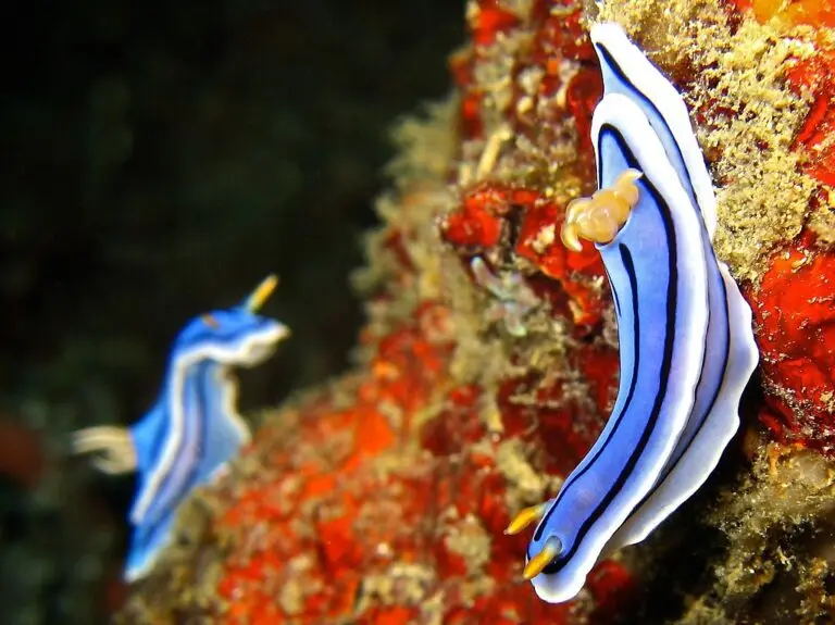 Nudibranchs