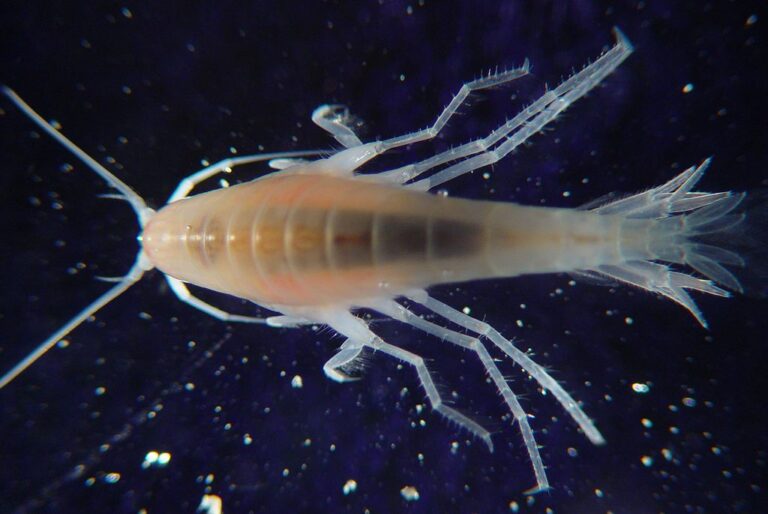 amphipod