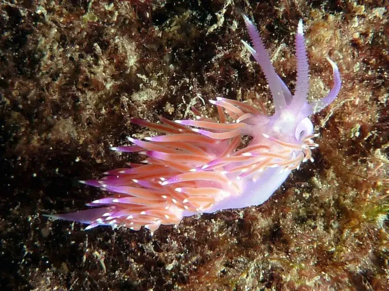 Nudibranchs