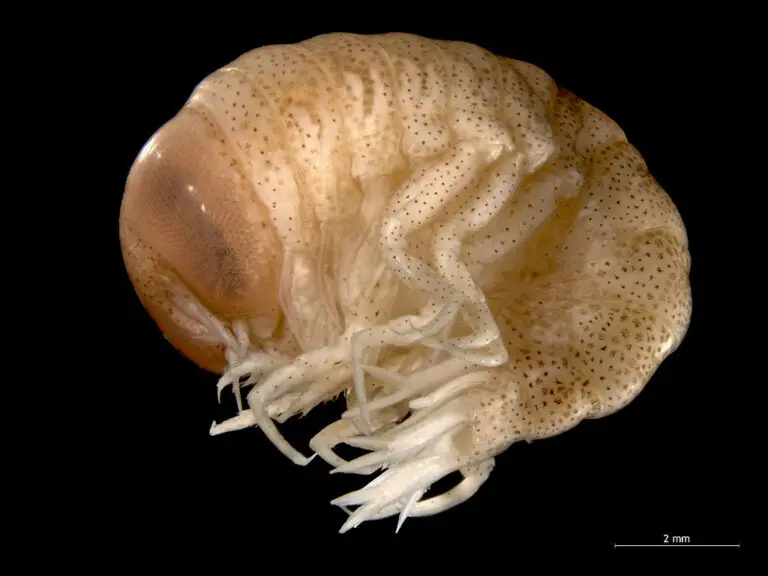 amphipod