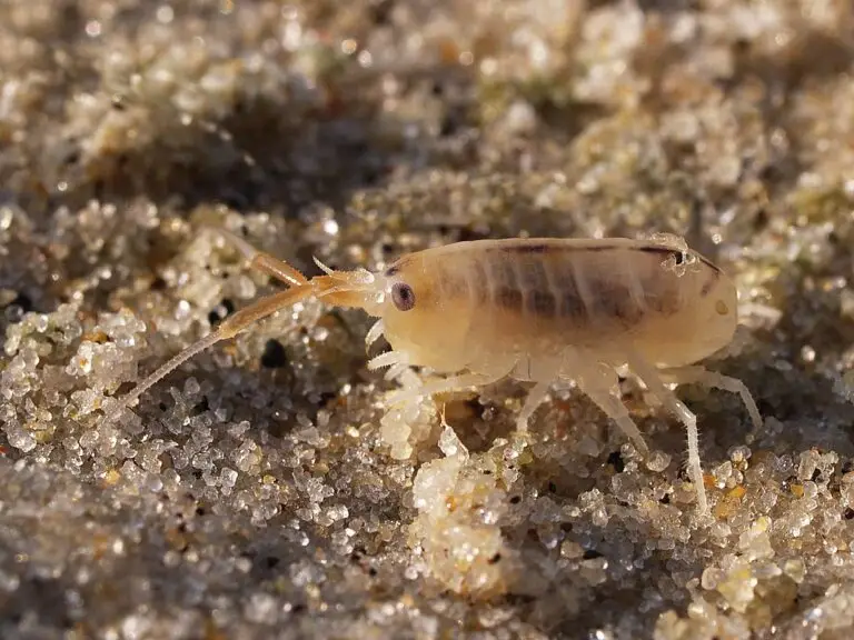 amphipod