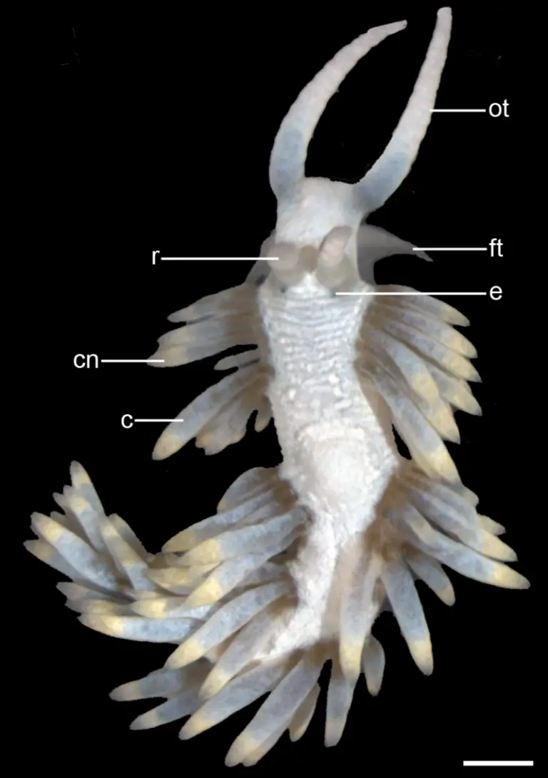 Nudibranchs