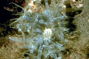 Aiptasia