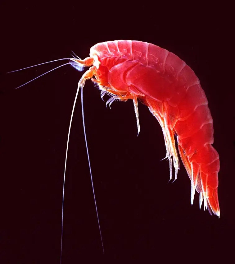 amphipod