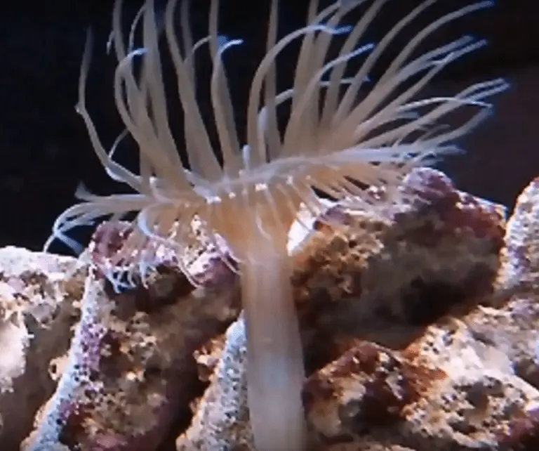 Aptasia anemone