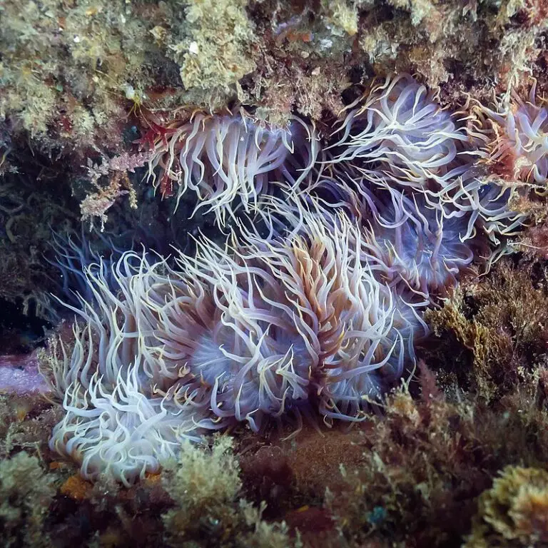 reef tank pests