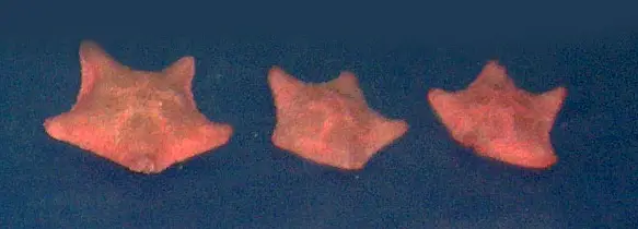 ASTERINA STARFISH