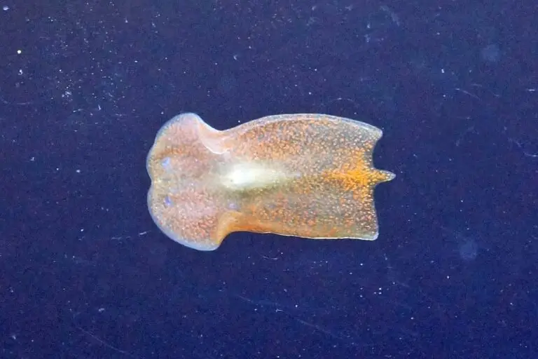 red planaria