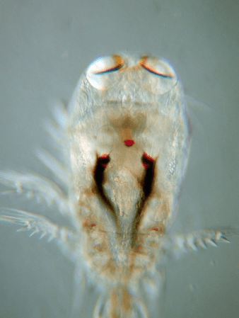 copepod