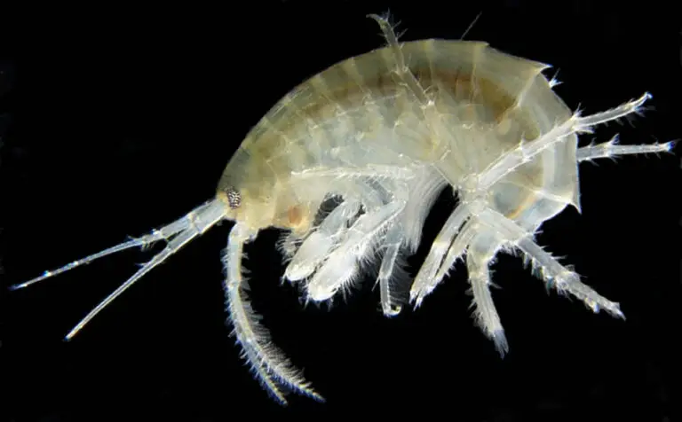 amphipod