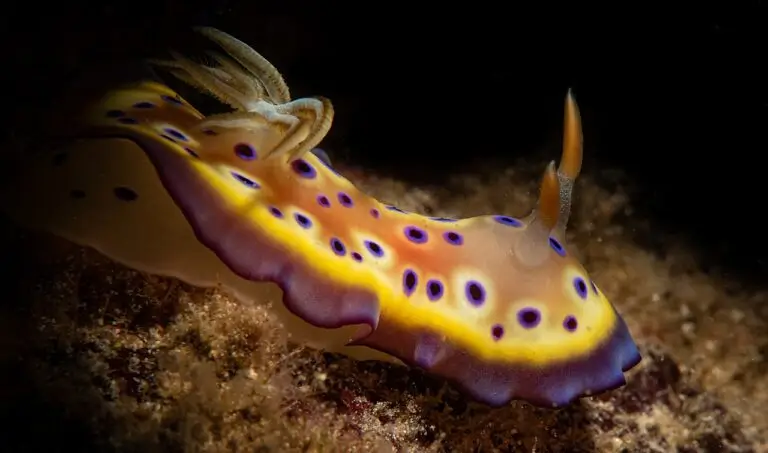 Nudibranchs