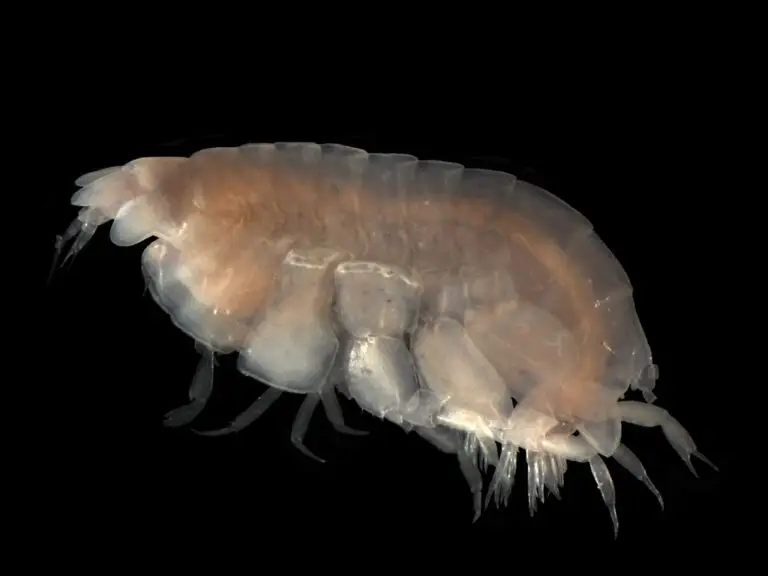 amphipod