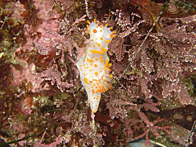 Nudibranchs