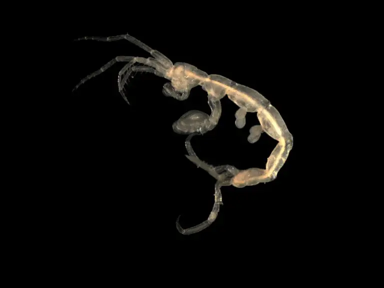 amphipod