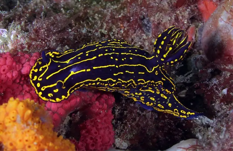 Nudibranchs