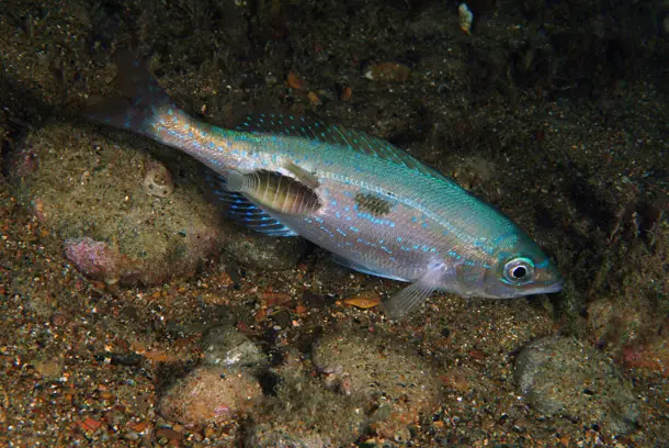 isopoda