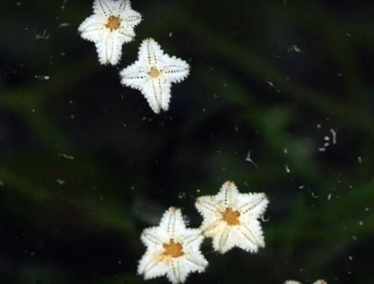 ASTERINA STARFISH