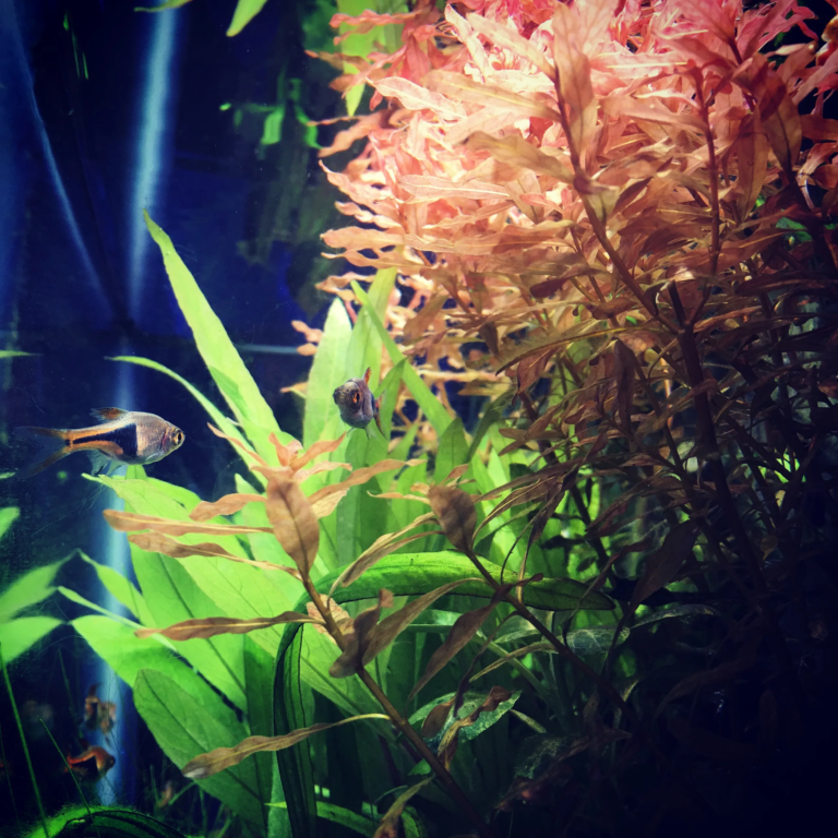 Aquarium service Nolensville, TN.