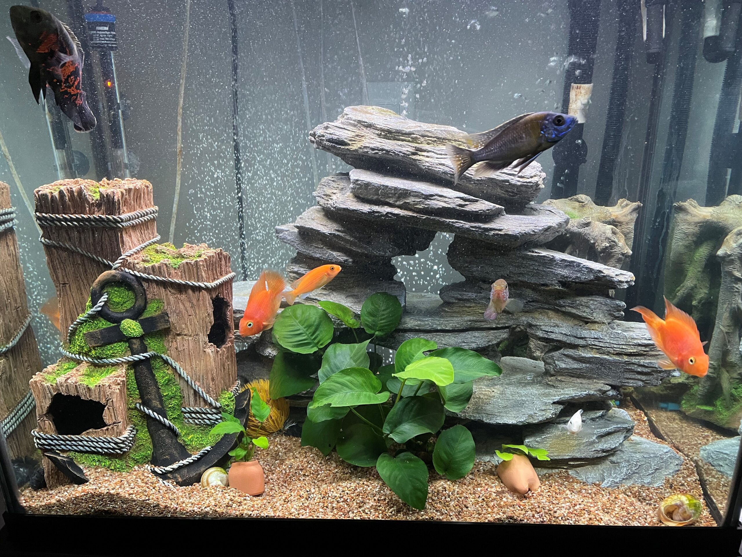 aquarium service spring hill tn