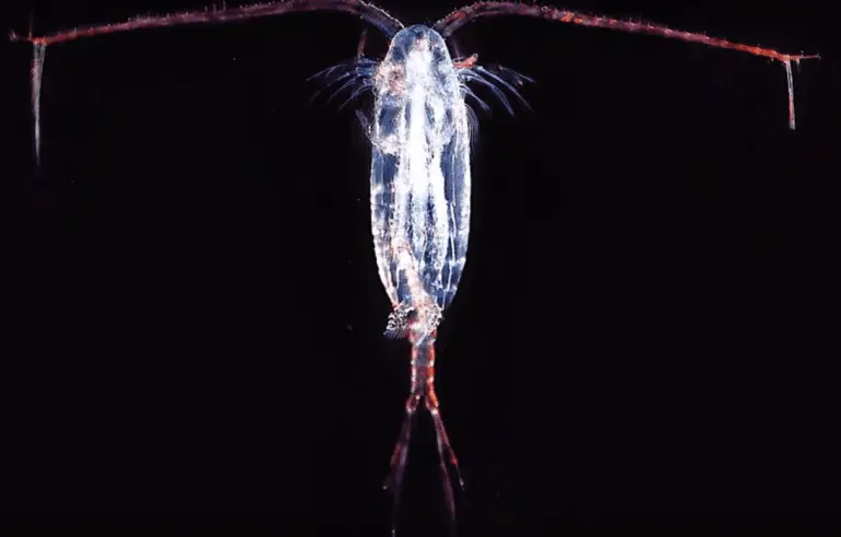 copepods