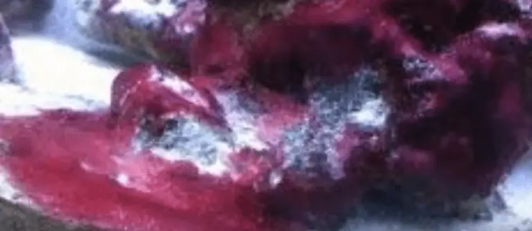 cyanobacteria