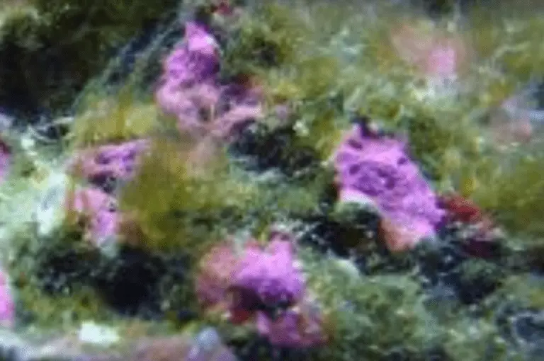 filamentous algae