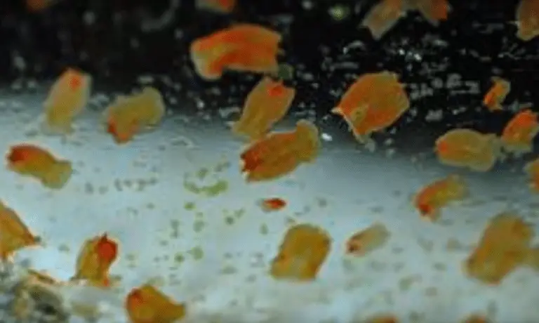 Red Planaria flatworms