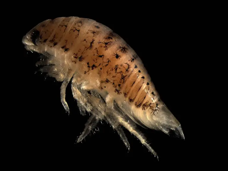 isopods