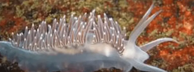 nudibranchs