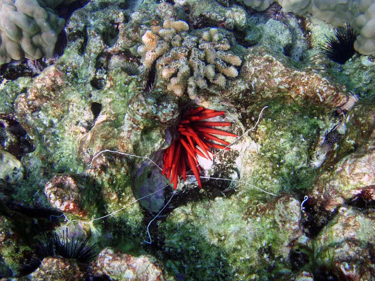 Spaghetti Worm