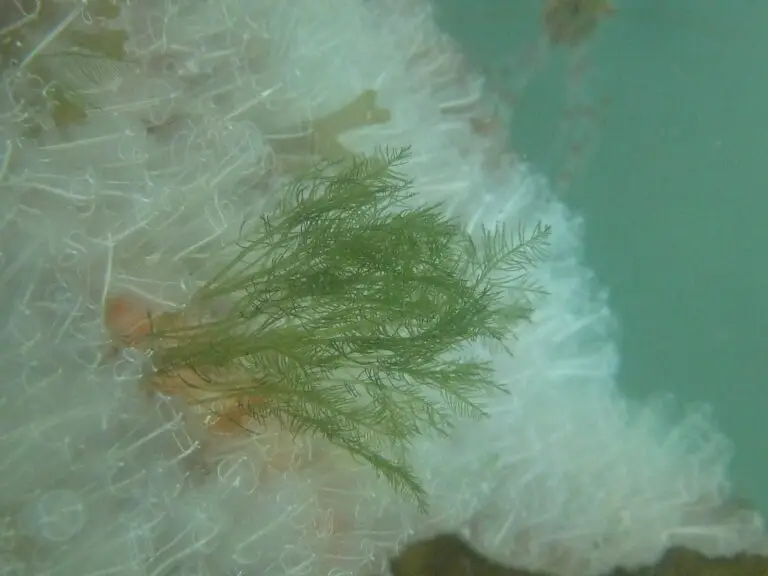 Bryopsis