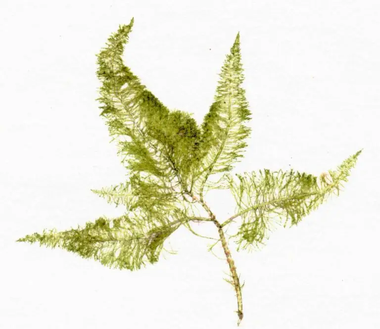 Bryopsis