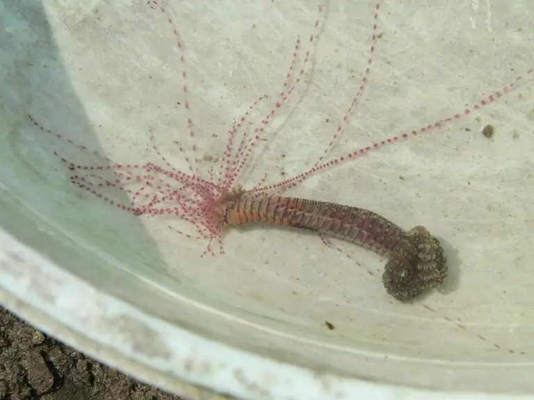 Spaghetti Worm