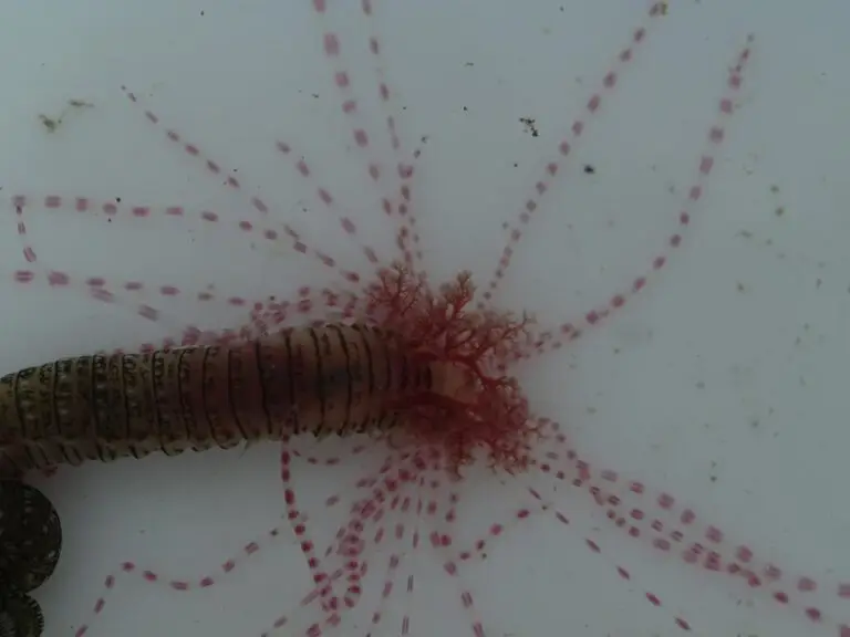 Spaghetti Worm